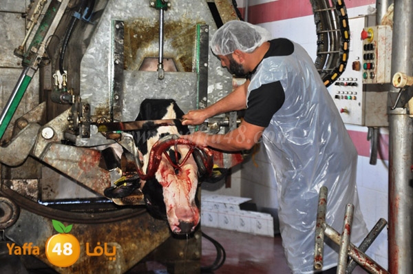 Jam3iya la7m3n (28).JPG